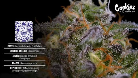Cookies That Badu Strain Highlights - CommCan MA