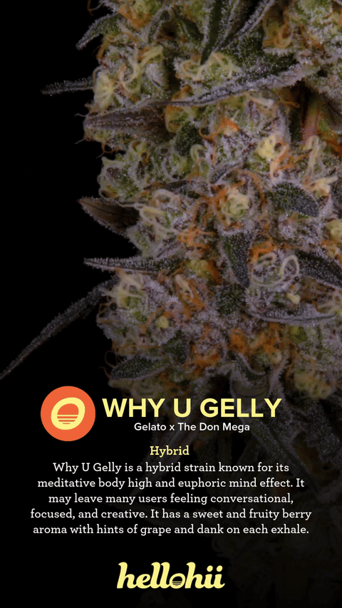 Why U Gelly Strain Highlights - CommCan MA