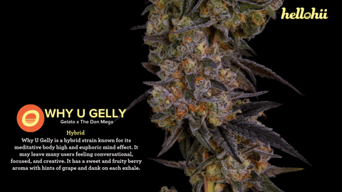 Why U Gelly Strain Highlights - CommCan MA