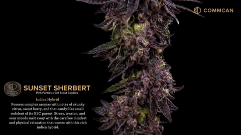 Sunset Sherbert Strain Highlights - CommCan MA