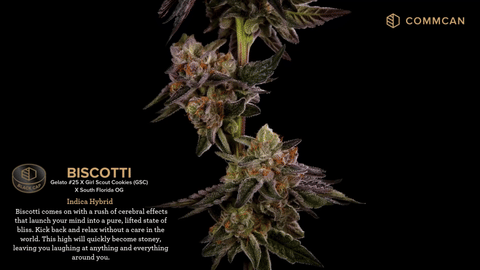 Biscotti Strain Highlights - CommCan MA