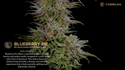 Blueberry Pie Strain Highlights by CommCan