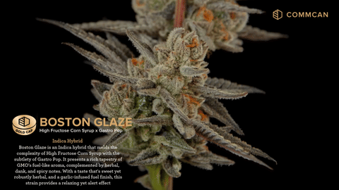 Boston Glaze Strain Highlights - CommCan MA