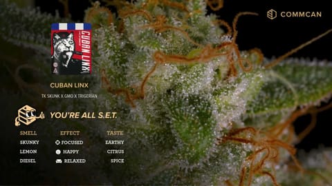 CommCan Cuban Linx Strain
