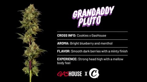 Cookies Grandaddy Pluto Strain Highlights - CommCan MA