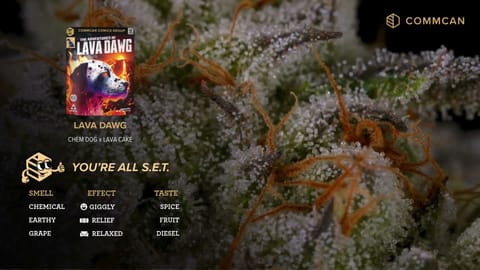 Lava Dawg Strain Highlights - CommCan MA