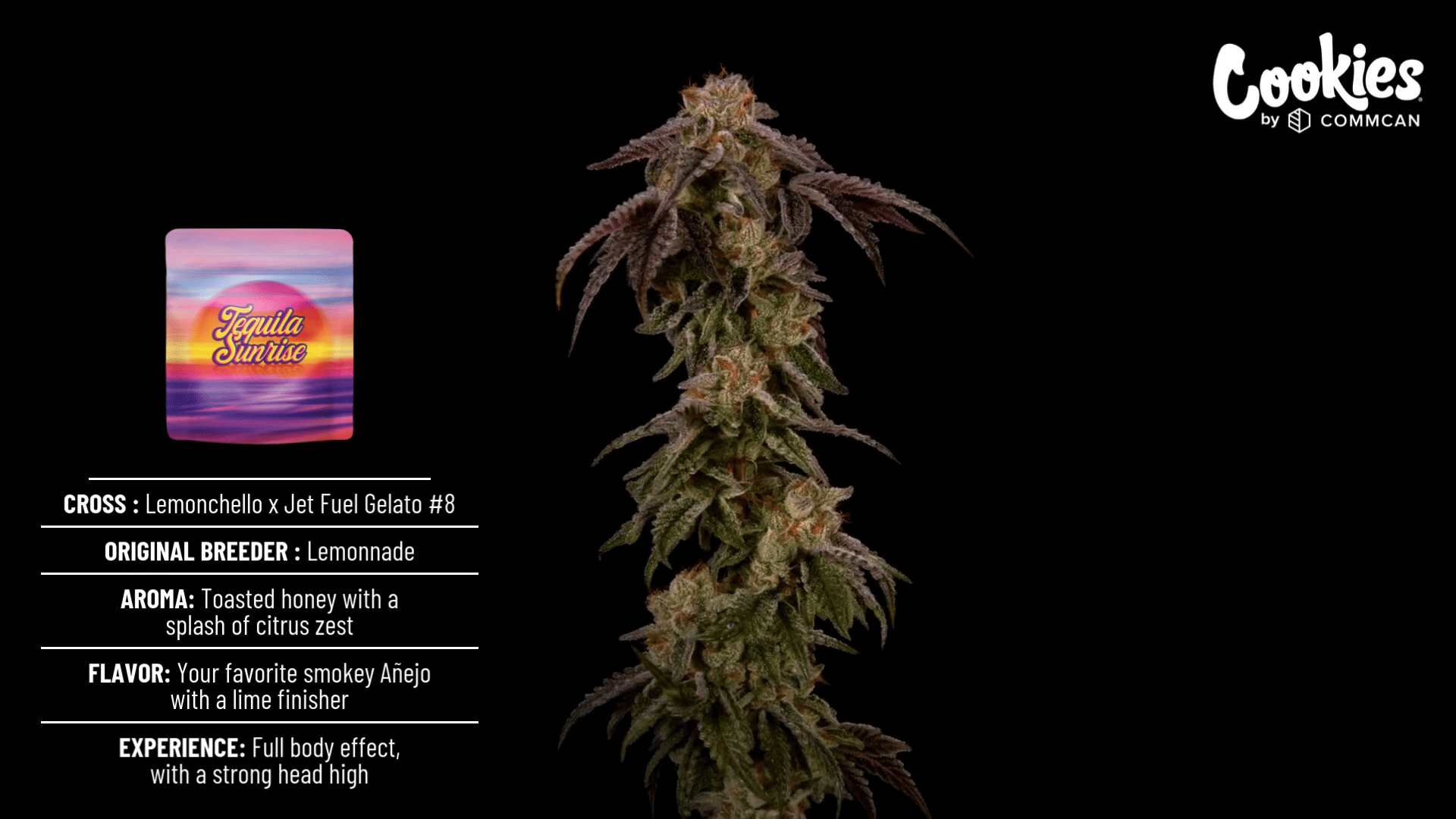 ♡ alexiastam Charlie Tequila Sunrise alexiastam Charlie Tequila Sunrise ♡ alexiastam Charlie Tequila