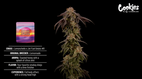 Cookies Tequila Sunrise Strain Highlights - CommCan MA