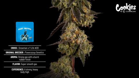 Cookies Gary Payton Strain Highlights - CommCan MA