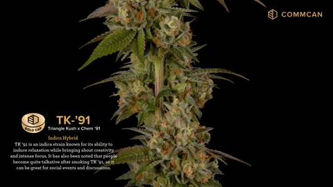 TK '91 Strain Highlights - CommCan MA