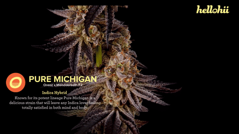 Pure Michigan Strain Highlights - CommCan MA