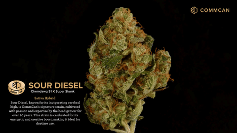 Sour Diesel Strain Highlights - CommCan MA