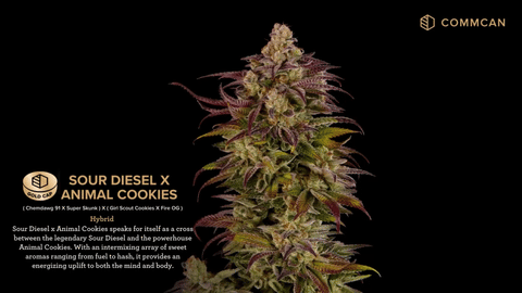 Sour Diesel x Animal Cookies Strain Highlights - CommCan MA