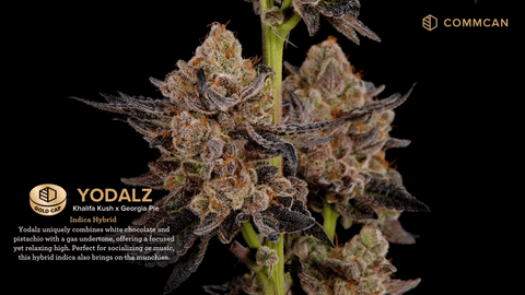 Yodalz Strain Highlights - CommCan MA