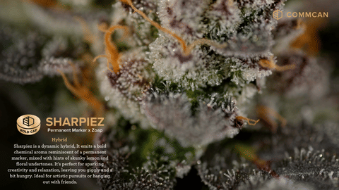 Sharpiez Strain Highlights - CommCan MA