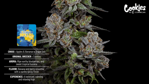Cookies Blueberry Banana Strain Highlights - CommCan MA