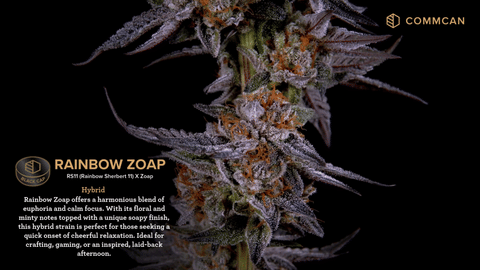 Rainbow Zoap Strain Highlights - CommCan MA