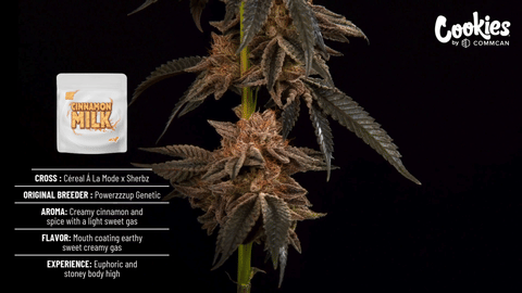 Cookies Cinnamon Milk Strain Highlights - CommCan MA