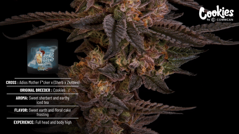 Cookies Long Island Strain Highlights - CommCan MA