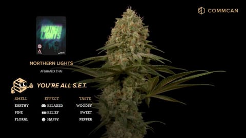 Northern Lights Strain Video by CommCan