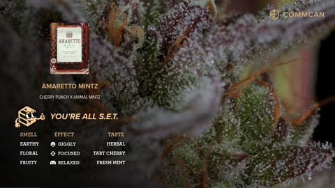 Amaretto Mintz Strain Video by CommCan
