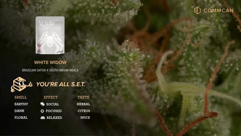 White Widow Strain Video by CommCan