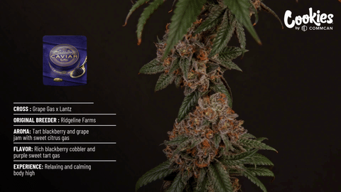 Blackberry Caviar from Cookies by CommCan