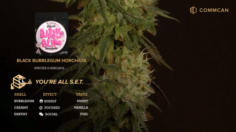 Black Bubble Gum Horchata Strain by CommCan