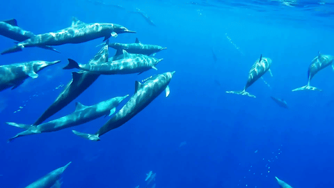 Dolphin Swim Remix (feat. Enlia) by Dylan Tauber