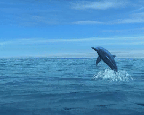 Crying Dolphin by Dylan Tauber