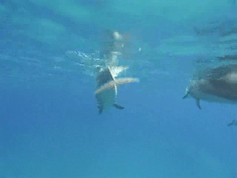 Dolphin Dream Mix 3.1 music video by Dylan Tauber