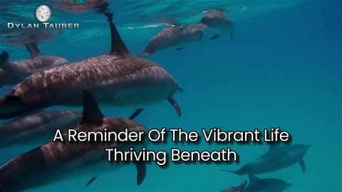 Dolphin's Magic by Dylan Tauber