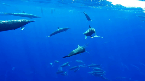 Dolphin Cry 2.0 Trance Remix