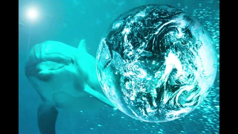 Dolphin Art, Photography, and Music by Dylan Tauber