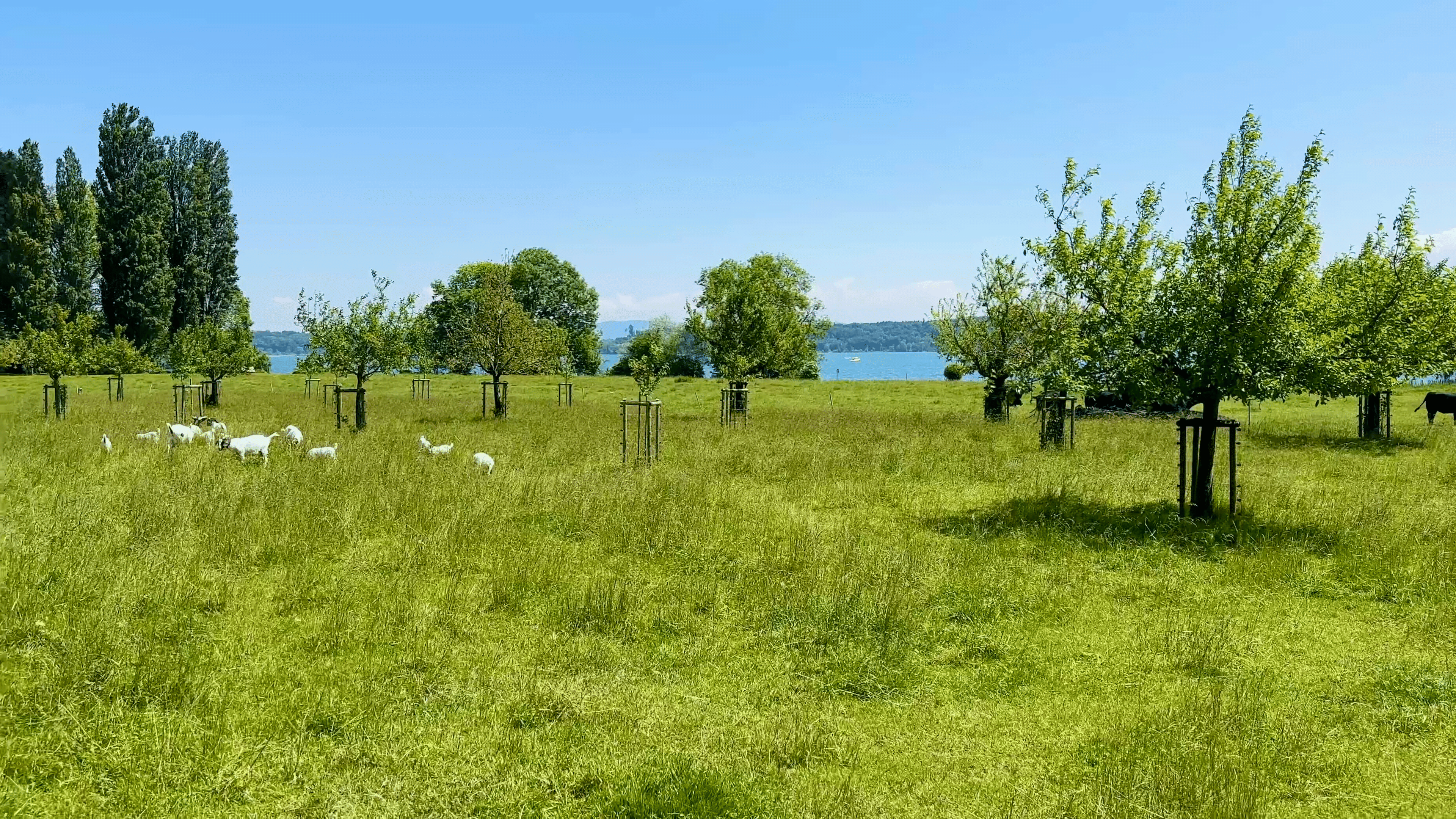 23-07 Petersinsel Biel Neuchâtel