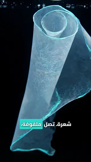 Cornea and Vision Explained