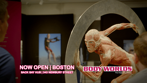 Body Worlds (:30, Now Open, Boston)