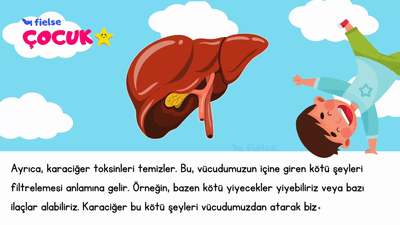 Vücudumuzun Temizlikçisi: Karaciğer 