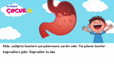 Vücudumuzda Sindirim Yolculuğu: Mide 🚀