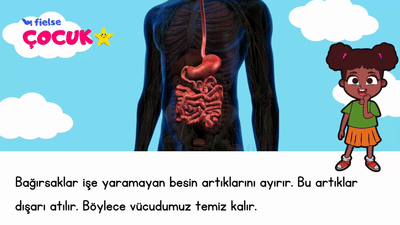 Bağırsaklarımız Ne Yapıyor? 🥦 👀