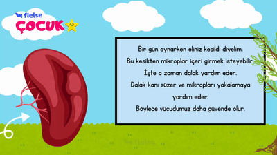 Vücudumuzun Gizli Koruyucusu: Dalak 🛡️ 💚