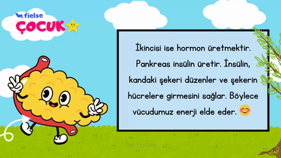 Pankreas: Görevleri ve Önemi 🍀