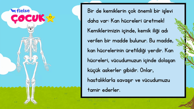 Kemiklerimiz ve Görevleri 🦴
