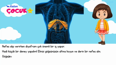 Nefesin Arkasındaki Kahraman: Diyafram 💨 🦸