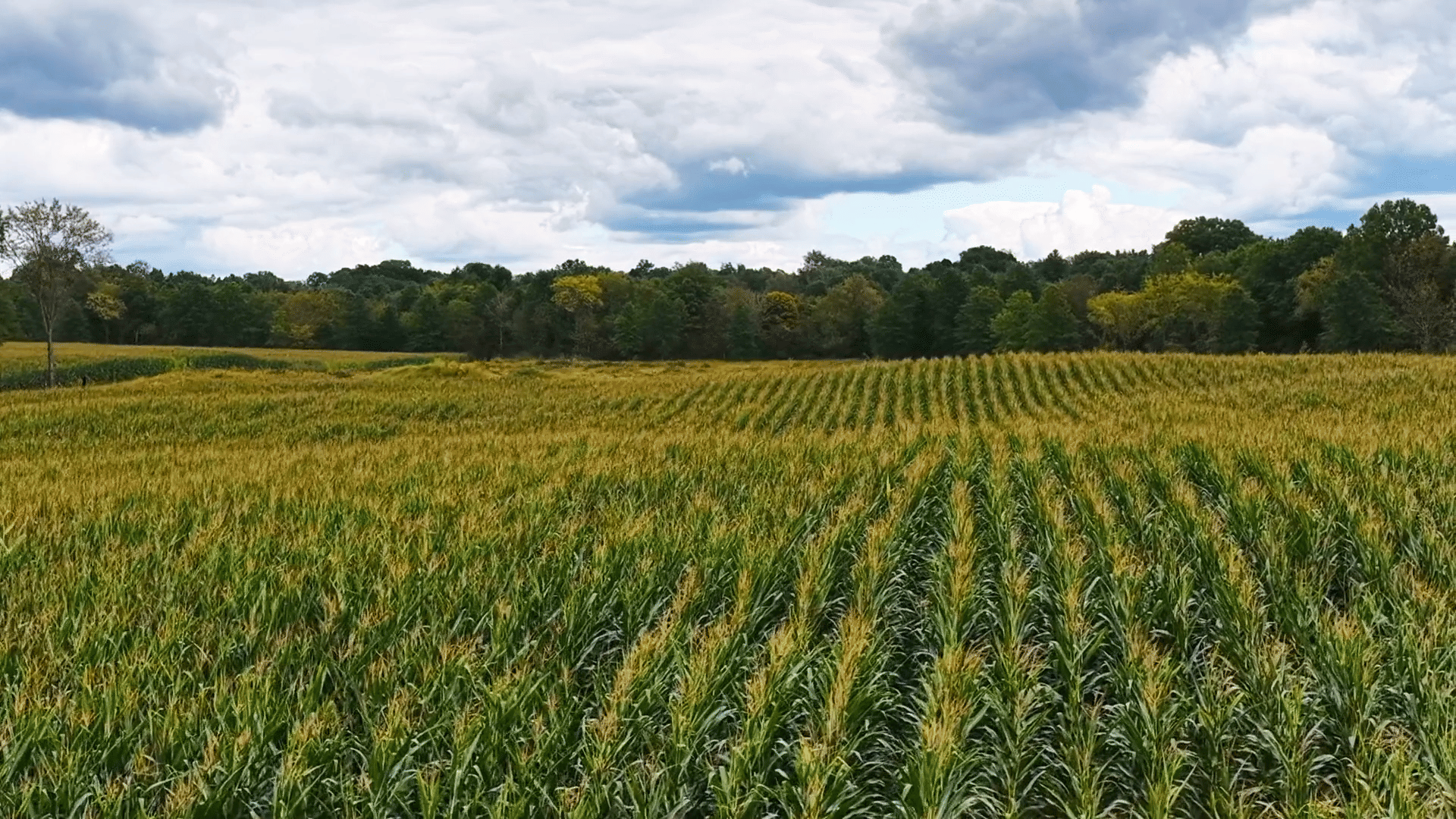 Aerial drone view over a Hudson Valley field and tree line